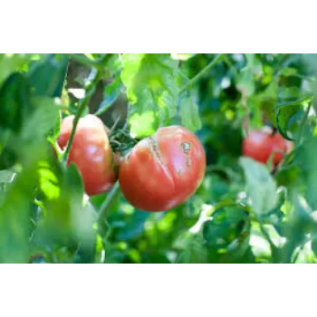 Tomato  (7)-5718169-23754.webp